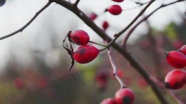 Yakın planda çalılıklarda Rosehips
