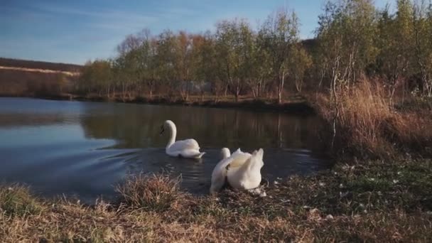 Two Romantic White Swans Swims Lake Shore Morning — Stock Video