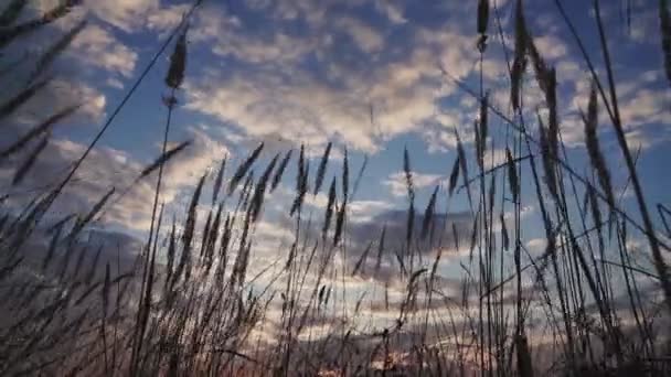 Droge Gras Zwaaien Wind Tegen Achtergrond Van Zonsondergang Hemel — Stockvideo