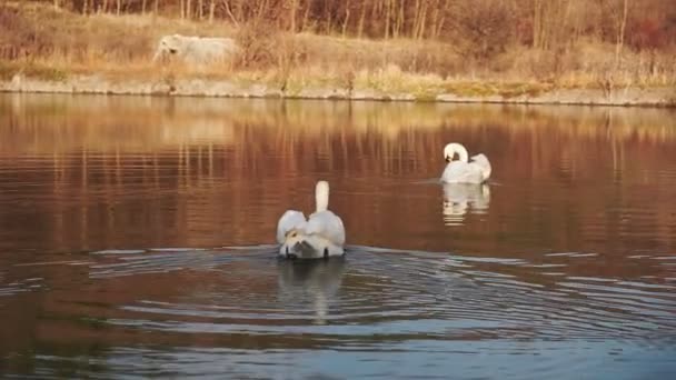 午前中に海岸近くの湖で2匹のロマンチックな白い白鳥が泳ぐ — ストック動画