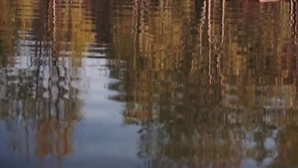 Dois Cisnes Brancos Românticos Nadam Lago Perto Costa Pela Manhã — Vídeo de Stock