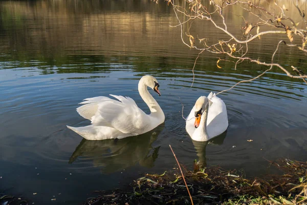Два романтичных белых лебедя плавают на озере возле берега утром. — стоковое фото