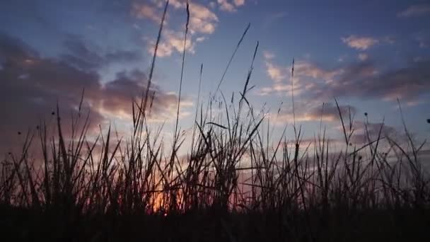 在夕阳的背景下 干草在风中摇曳 — 图库视频影像