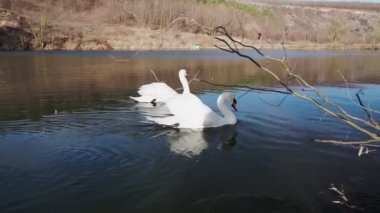 Sabahları kıyıya yakın gölde iki romantik beyaz kuğu yüzer..