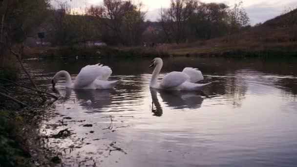 Dvě Romantické Bílé Labutě Plave Ráno Břehu Jezera — Stock video