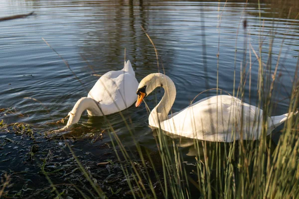 Dois cisnes brancos românticos nadam no lago perto da costa pela manhã. — Fotografia de Stock