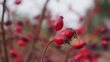 Yakın planda çalılıklarda Rosehips