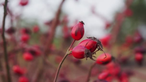 Rosehips Vid Busken Närbild — Stockvideo