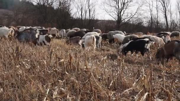 Stado Kóz Owiec Późną Jesienią Owce Pasą Się Pastwisku Owce — Wideo stockowe