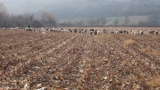 Una Bandada Cabras Ovejas Finales Otoño Las Ovejas Pastan Pasto — Vídeos de Stock