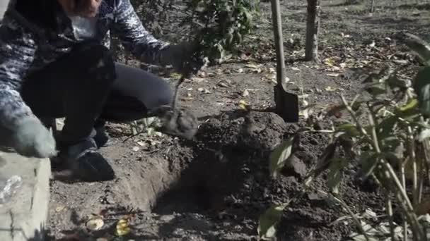 Young Woman Digs Hole Plant Flower New Garden Autumn — Stock Video