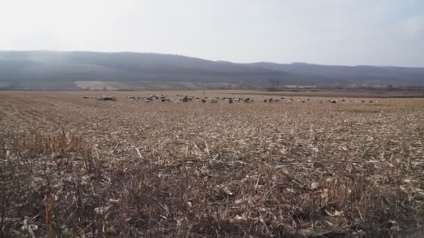 Стадо Коз Овец Поздней Осенью Овцы Пасутся Пастбище Овцы Пастбище — стоковое видео