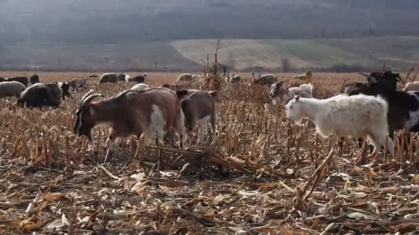 Troupeau Chèvres Moutons Fin Automne Les Moutons Paissent Dans Pâturage — Video