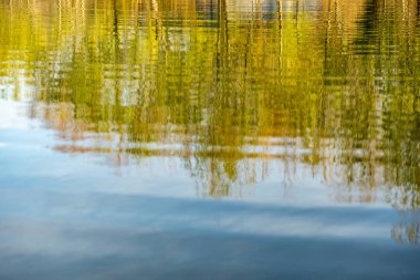 Parlak sarı kavak ağaçları sonbahar renklerinde bir göle yansır. Işıldayan yansımalar, sabah güneşinde acılı parlak altınlardır..