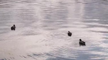 Kahverengi vahşi ördekler suda yüzer