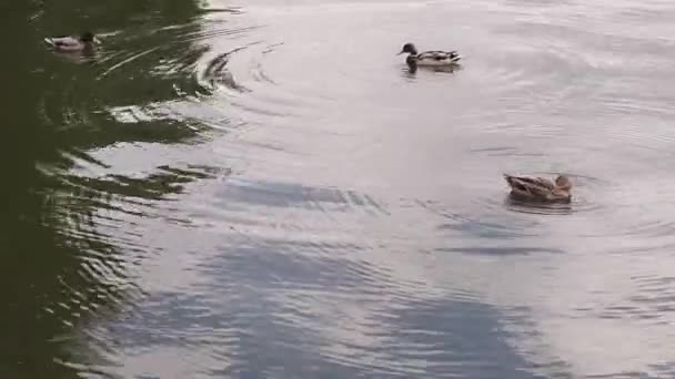 Des canards sauvages bruns flottent sur l'eau