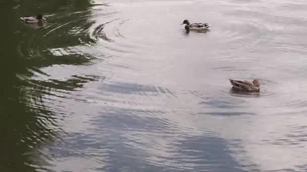 Brown wild ducks float on the water — Stock Video