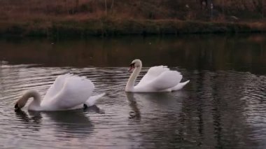 Sabahları kıyıya yakın gölde iki romantik beyaz kuğu yüzer..