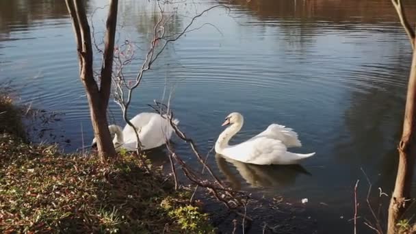 Два Романтичні Білі Лебеді Плавають Озері Біля Берега Вранці — стокове відео