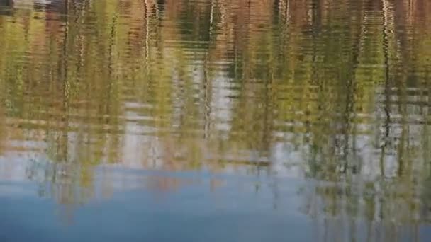 Áspen Amarelo Brilhante Árvores Refletem Lago Durante Pico Cores Outono — Vídeo de Stock