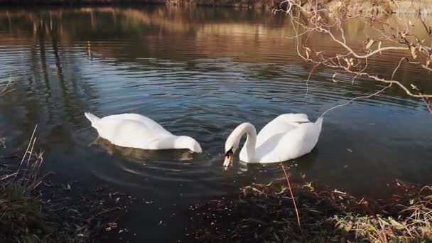 Dos Románticos Cisnes Blancos Nadan Lago Cerca Orilla Por Mañana — Vídeo de stock