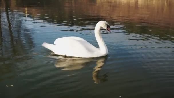 Cygne Blanc Nage Sur Lac Près Rivage Matin — Video