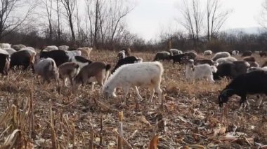 Sonbaharın sonlarında bir koyun ve keçi sürüsü. Koyun otlakta otluyor. Otlaktaki koyunlar, bulutlu bir sonbahar günü. Otlakta otlayan koyunlar.