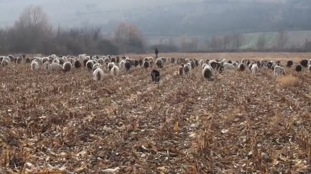 Sonbaharın Sonlarında Bir Koyun Keçi Sürüsü Koyun Otlakta Otluyor Otlaktaki — Stok video