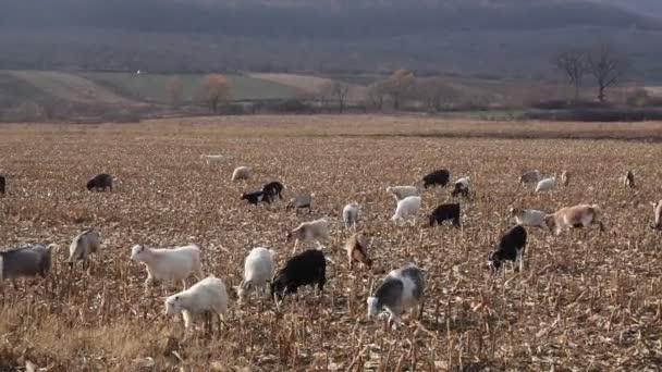 Stado Kóz Owiec Późną Jesienią Owce Pasą Się Pastwisku Owce — Wideo stockowe