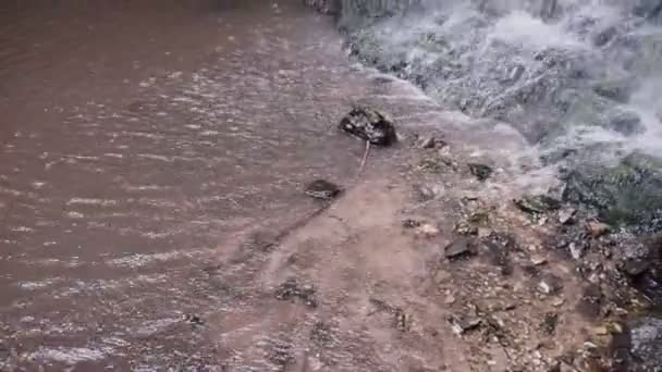 gros plan d'une petite cascade dans une forêt profonde (avec son )