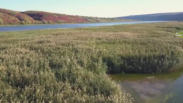 Dron Latający Nad Rzeką Otoczony Piękną Zieloną Przyrodą — Wideo stockowe