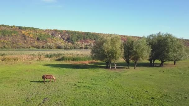 Dron Létání Nad Malou Řekou Obklopen Krásnou Zelenou Přírodou — Stock video