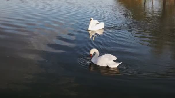 Dos Románticos Cisnes Blancos Nadan Lago Cerca Orilla Por Mañana — Vídeo de stock