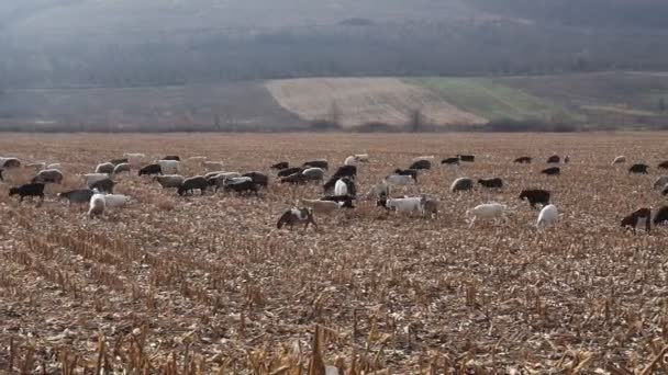 Eine Herde Ziegen Und Schafe Spätherbst Schafe Grasen Auf Der — Stockvideo