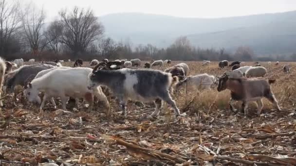 Eine Herde Ziegen Und Schafe Spätherbst Schafe Grasen Auf Der — Stockvideo