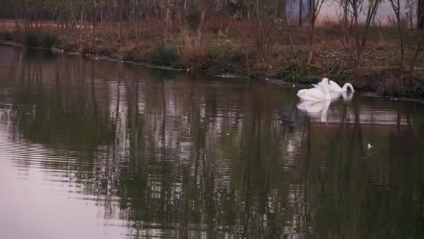 Deux Cygnes Blancs Romantiques Nagent Sur Lac Près Rivage Matin — Video