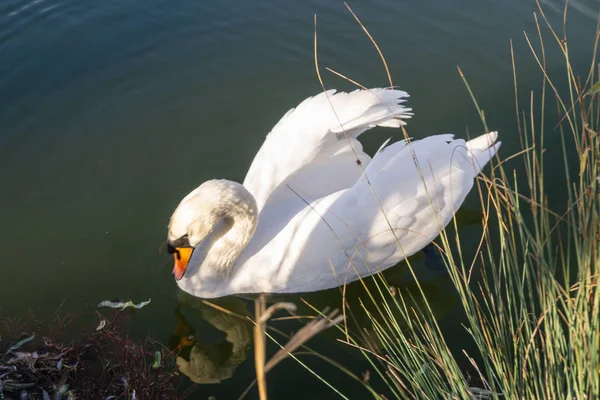 Dois cisnes brancos românticos nadam no lago perto da costa pela manhã. — Fotografia de Stock