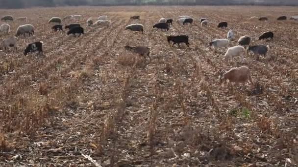 Rebanho Cabras Ovelhas Final Outono Ovelhas Pastam Pasto Ovelhas Pasto — Vídeo de Stock