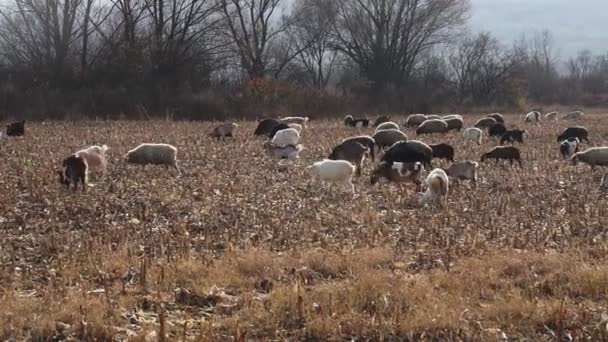 Rebanho Cabras Ovelhas Final Outono Ovelhas Pastam Pasto Ovelhas Pasto — Vídeo de Stock