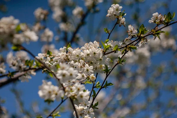 Vogelkers bloeit in het voorjaar. Voorjaar bloesem bloemen van vogel kers boom. Lente vogel kersenboom bloemen. Vogel kersenboom bloemen bloeien in het voorjaar — Stockfoto