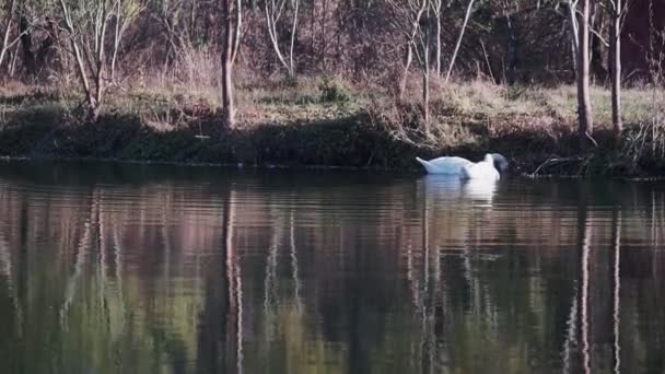 Dos Románticos Cisnes Blancos Nadan Lago Cerca Orilla Por Mañana — Vídeos de Stock