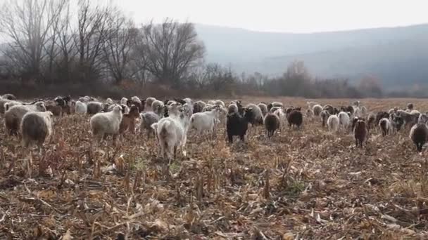 Stado Kóz Owiec Późną Jesienią Owce Pasą Się Pastwisku Owce — Wideo stockowe