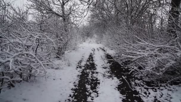 Schneebedeckte Bäume Winterwald Mit Feldweg — Stockvideo