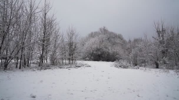 雪景色の遅い夜の冬の風景の中に美しいブリザードクリスマスツリー — ストック動画
