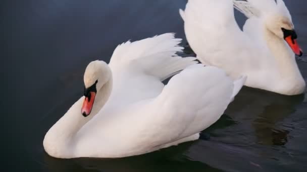 Deux cygnes blancs romantiques nagent sur le lac près du rivage le matin.