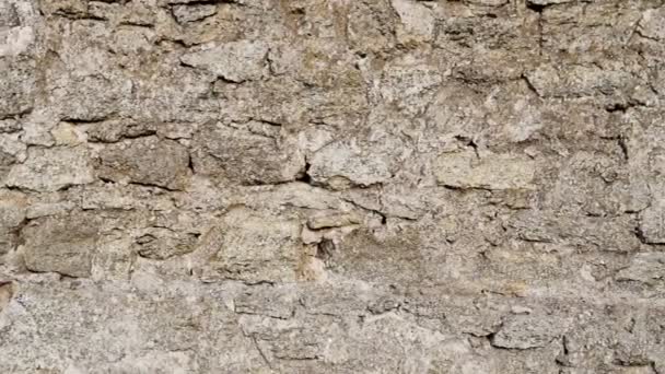 Achtergrond Van Stenen Muur Textuur — Stockvideo