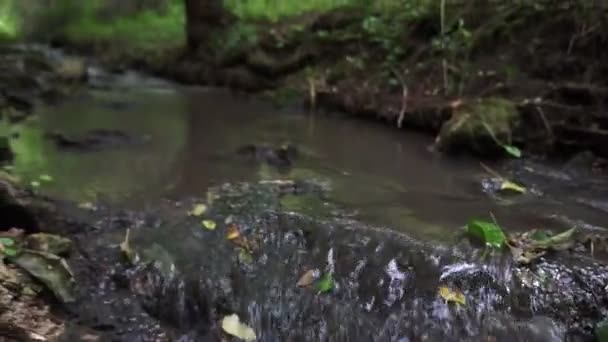 Forest Stream Running Mossy Rocks Small River Waterfall Summer Green — Stock Video