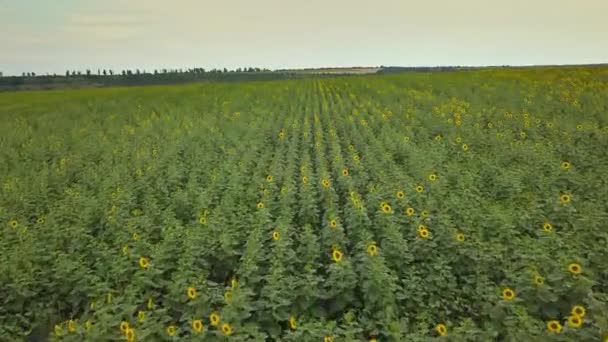 Luftflug Über Blühendes Gelbes Sonnenblumenfeld Mit Blauem Wolkenlosem Himmel Sonnenblumenfeld — Stockvideo