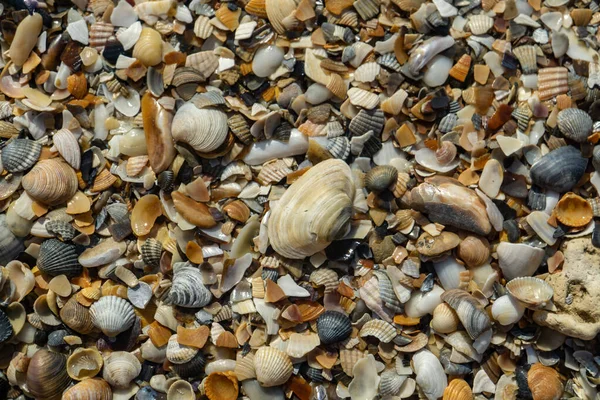 Όστρακα και κοχύλια στην άμμο ως φόντο — Φωτογραφία Αρχείου