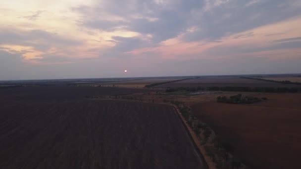 Voo Sobre Campo Trigo Pôr Sol — Vídeo de Stock